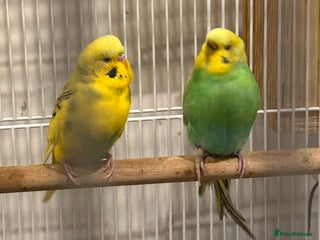 Budgerigars birds - Advert 1