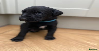 Mixed Breed dogs - Advert 7