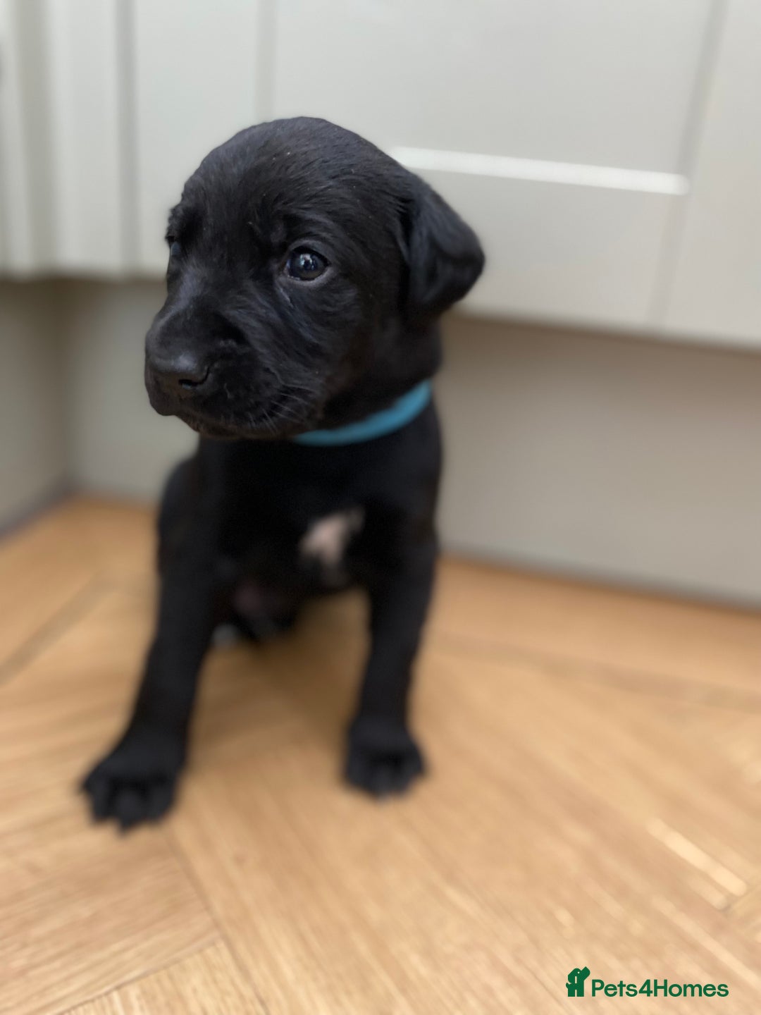 Mixed Breed dogs for sale: Beautiful pointer lab puppies!  - Image 2