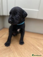 Mixed Breed dogs - Advert 9