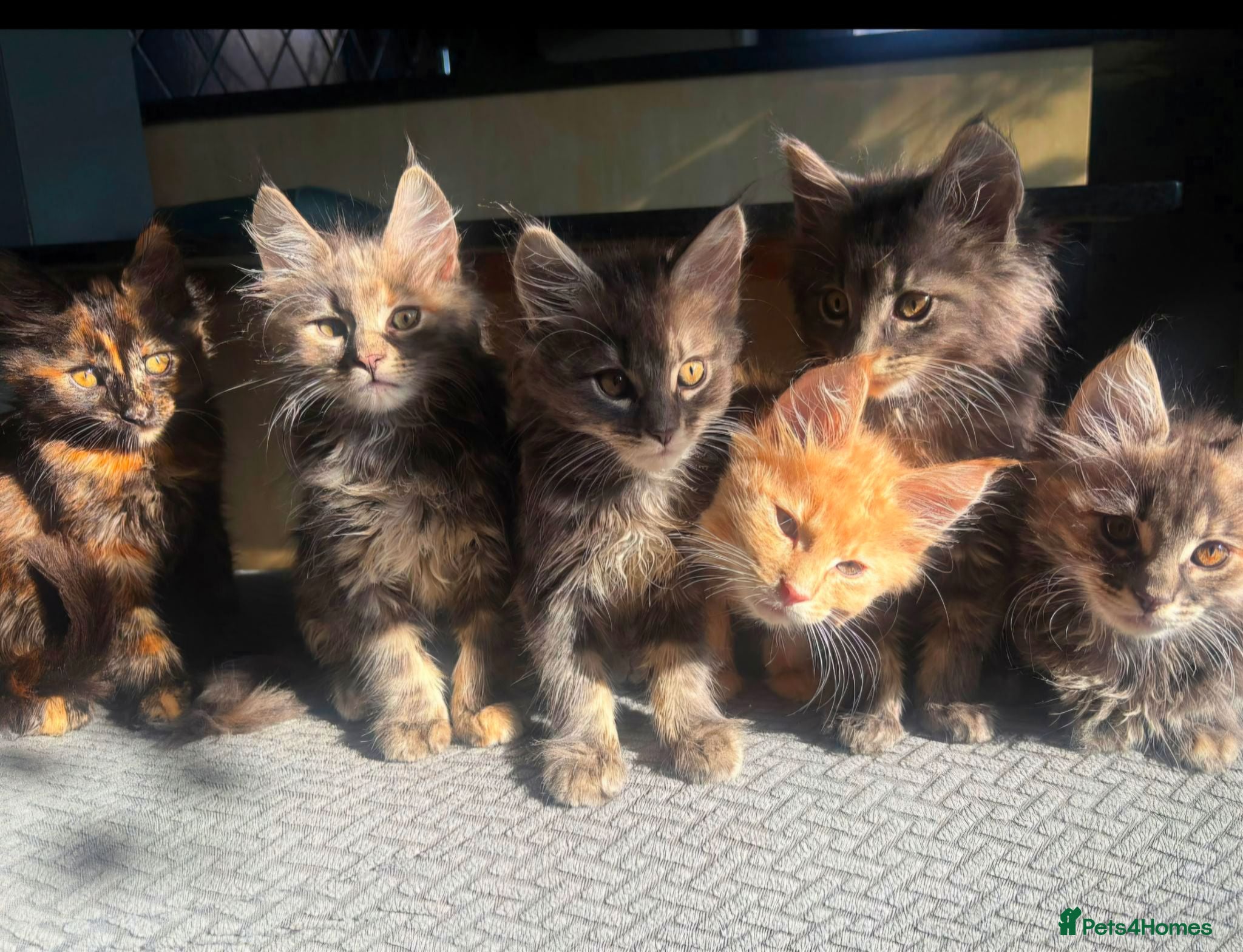Maine Coon cats Majestic Maine coon, big paws, big hearts. - Advert 2