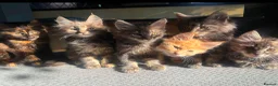Maine Coon cats for sale:  Final 2 Majestic Maine coons - Advert 15