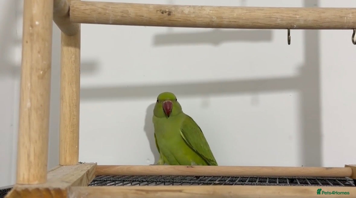 Ringnecks birds Young Talking Green Ringneck 5-6 Months Old - Advert 1