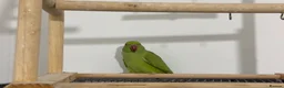 Ringnecks birds for sale: Young Talking Green Ringneck 5-6 Months Old - Advert 1