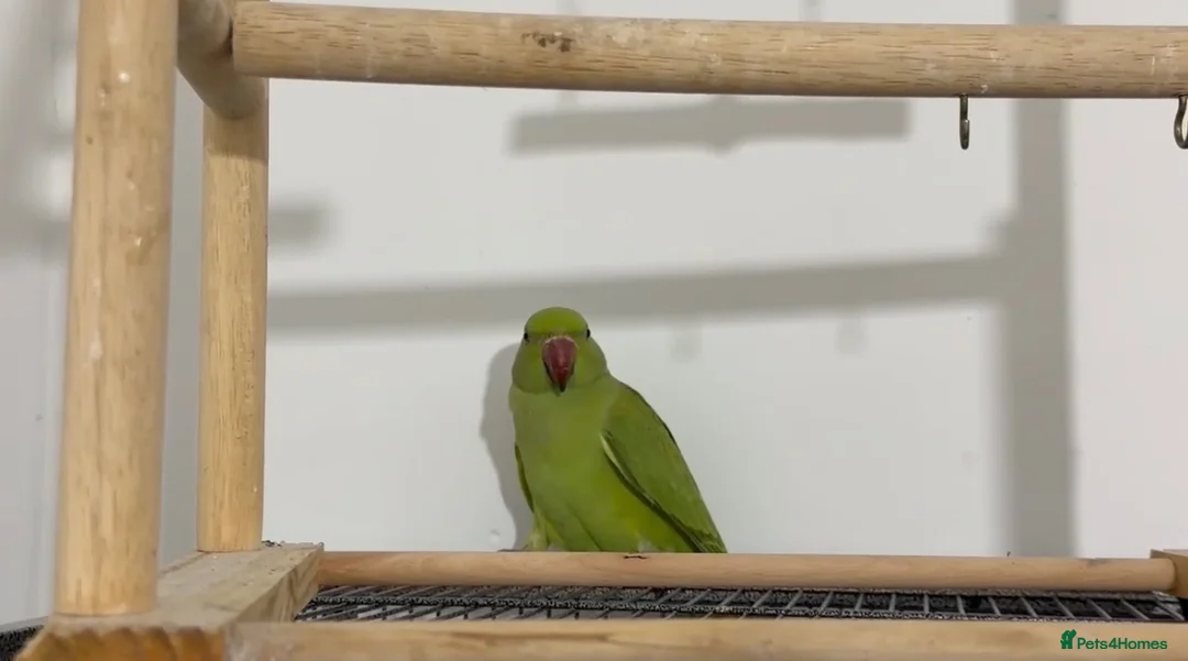 Ringnecks birds for sale: Young Talking Green Ringneck 5-6 Months Old - Advert 1