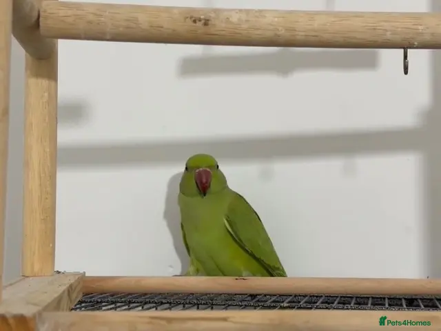 Ringnecks birds Young Talking Green Ringneck 5-6 Months Old - Advert 1