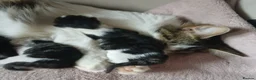 British Longhair cats for sale: British long haired kittens  - Advert 6