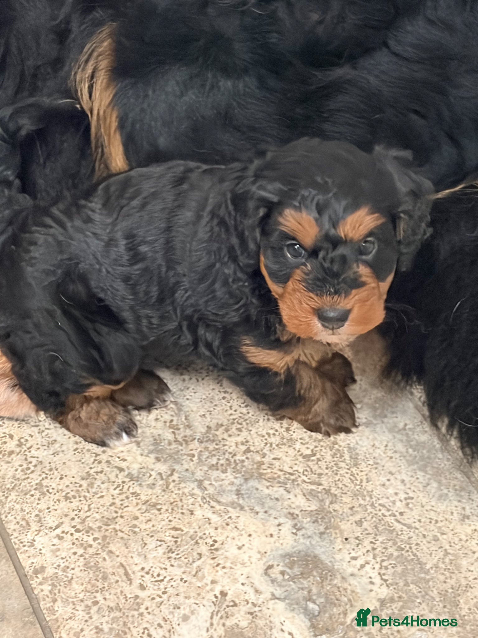 Bernedoodle dogs for sale: Beautiful Bernedoodle girl - Advert 4