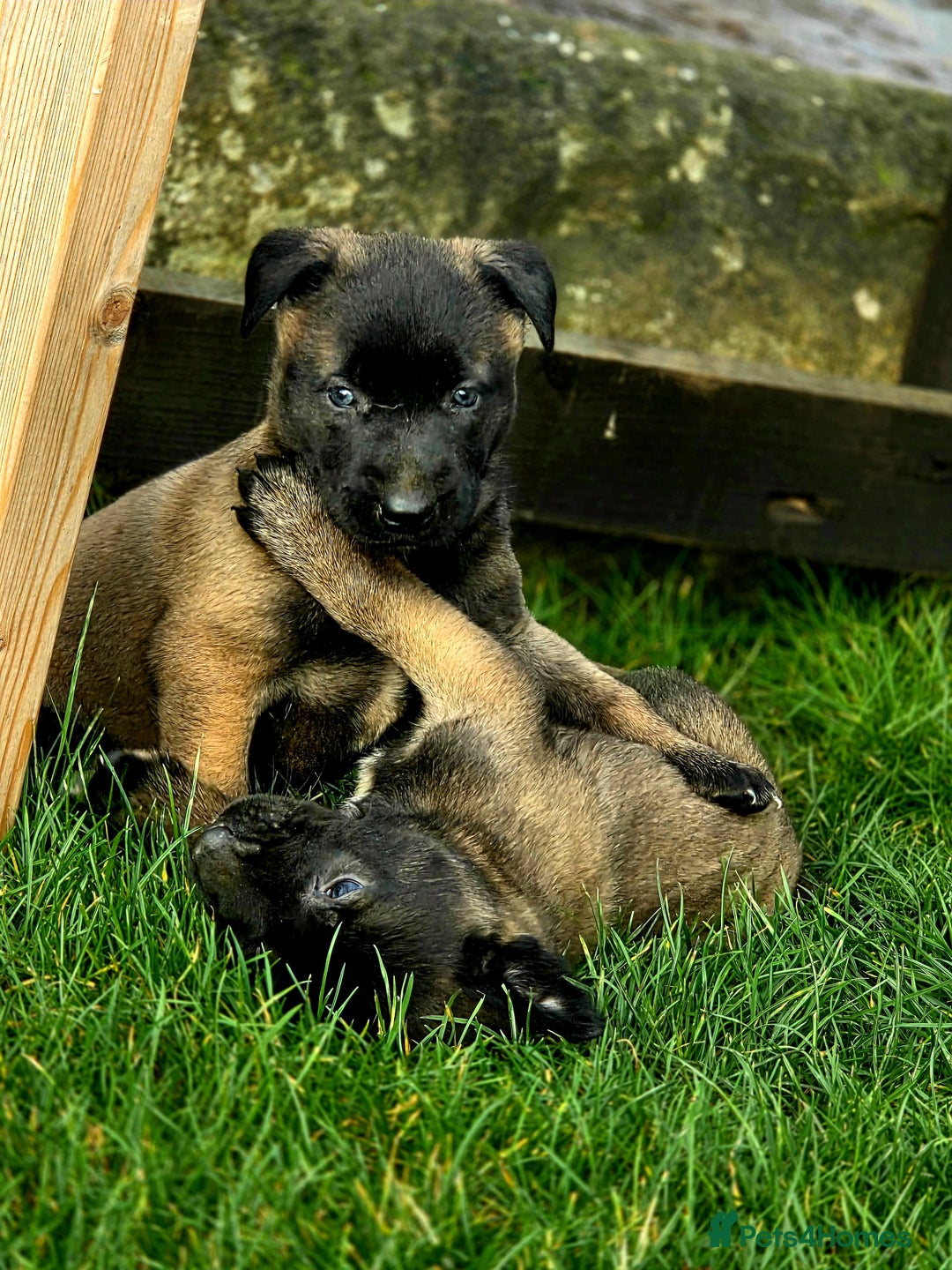 Belgian Shepherd Dog dogs for sale: Dutch Herder x Mali Pups 🔥 - Advert 9