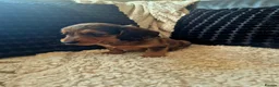 Dachshund dogs for sale: Kc dachshund puppies! - Advert 22