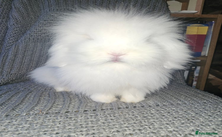Mini Lion Lop rabbits - Advert 2