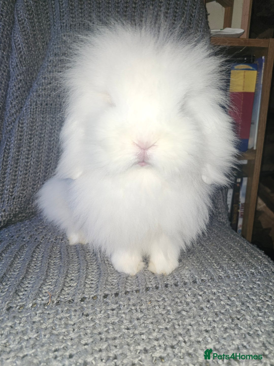 Mini Lion Lop rabbits for sale: Mini Lion lop, rew and blue point - Image 1