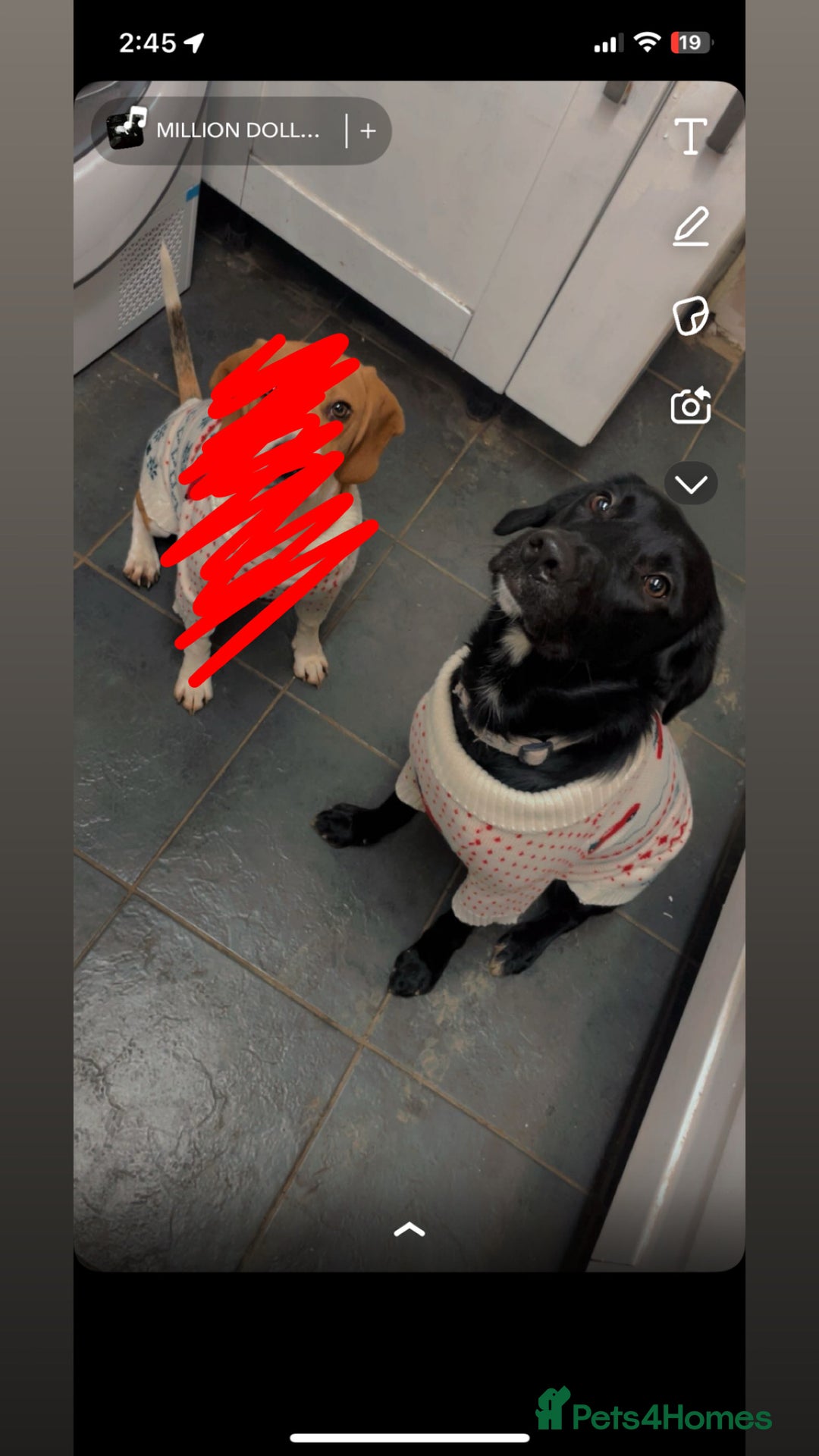 Mixed Breed dogs for sale: Rex (black and white)  - Advert 1