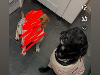 Mixed Breed dogs Rex (black and white) - Advert 2