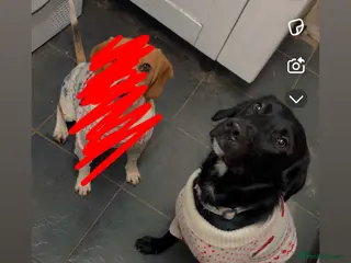 Mixed Breed dogs Rex (black and white) - Advert 10