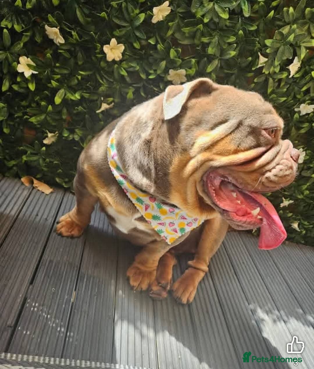 Olde English Bulldogge dogs Dave needs his forever sofa - Advert 1