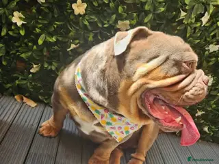 Olde English Bulldogge dogs Dave needs his forever sofa - Advert 1