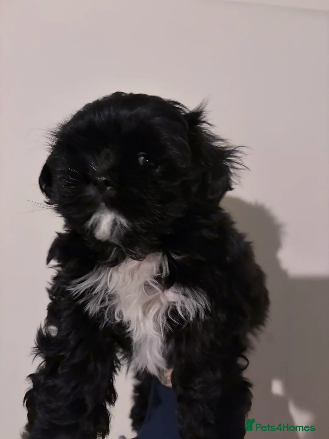 Shih Tzu dogs for sale: shih tzu boy for sale  - Advert 3