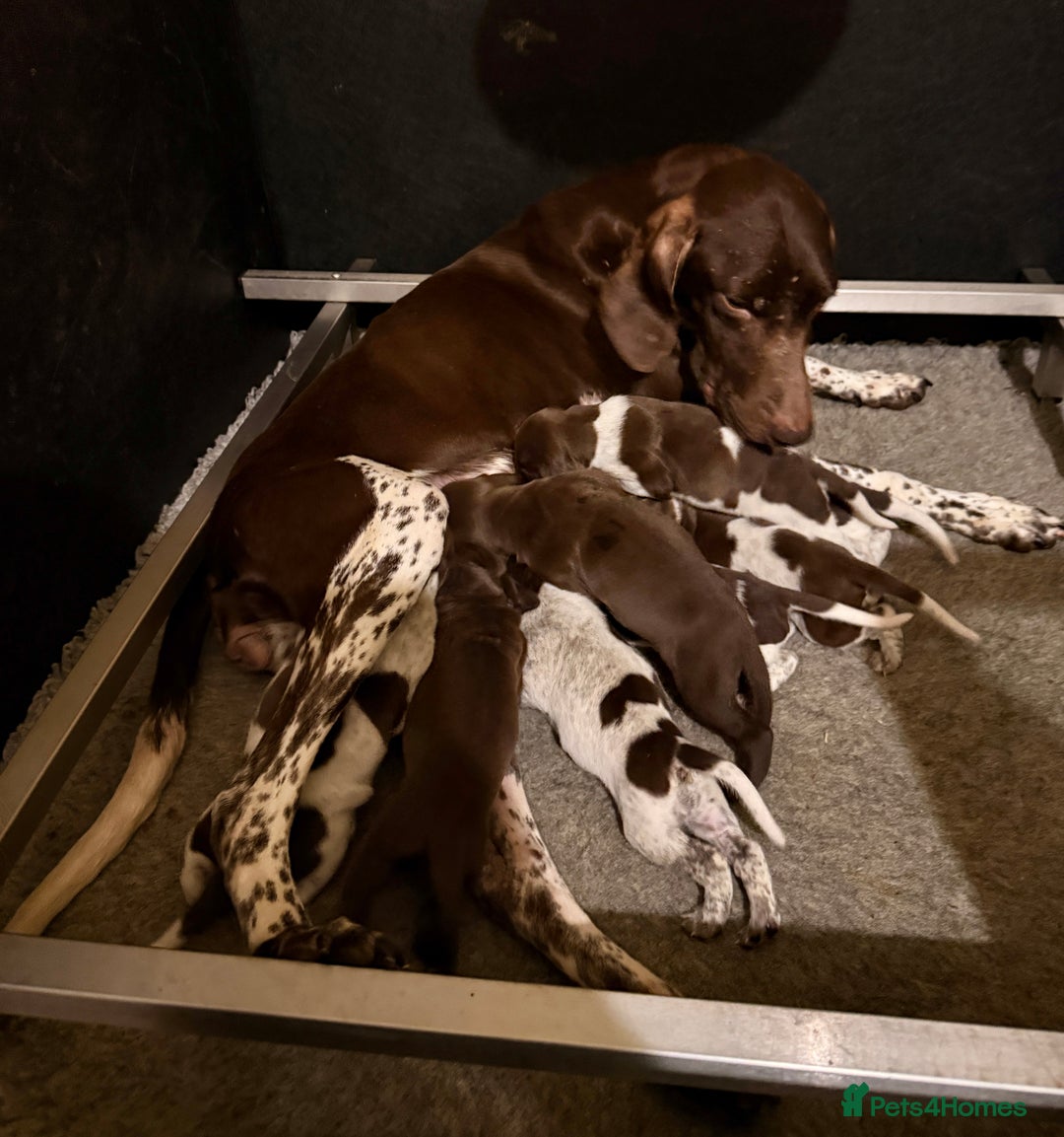 German Shorthaired Pointer dogs for sale: KC Reg GSP Pups Health Tested Parents - Advert 4