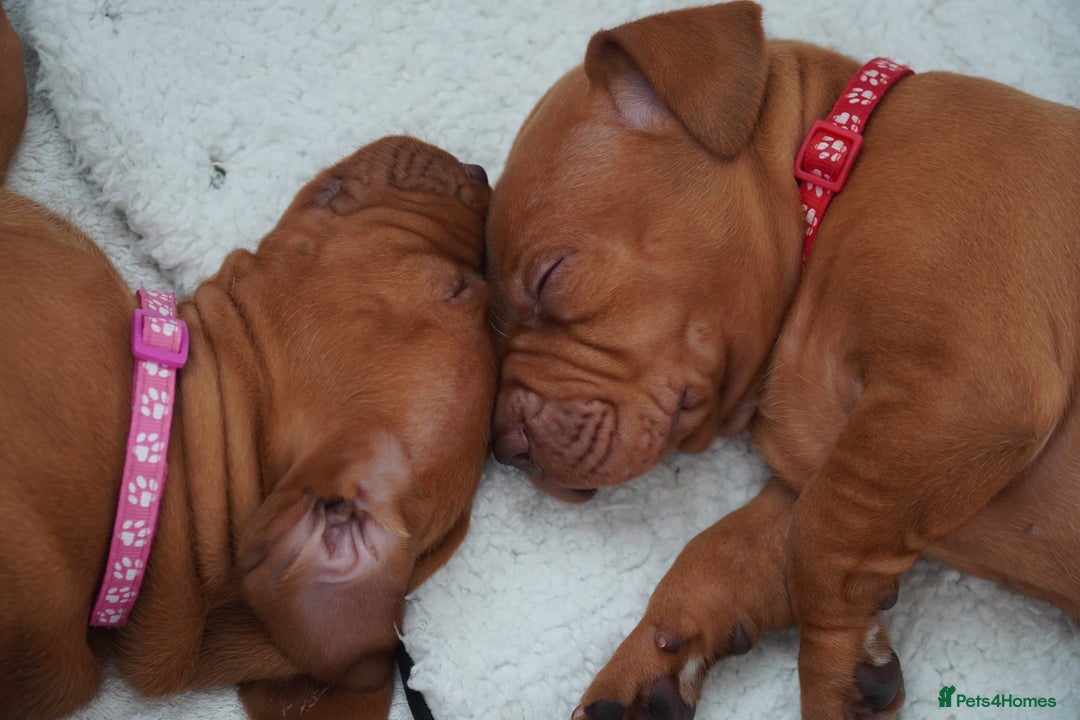 Hungarian Vizsla dogs for sale: Adorable vizsla puppies, exceptional pedigree - Image 23