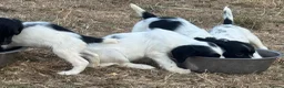 English Springer Spaniel dogs for sale: Healthy springer spaniel pups - Advert 7