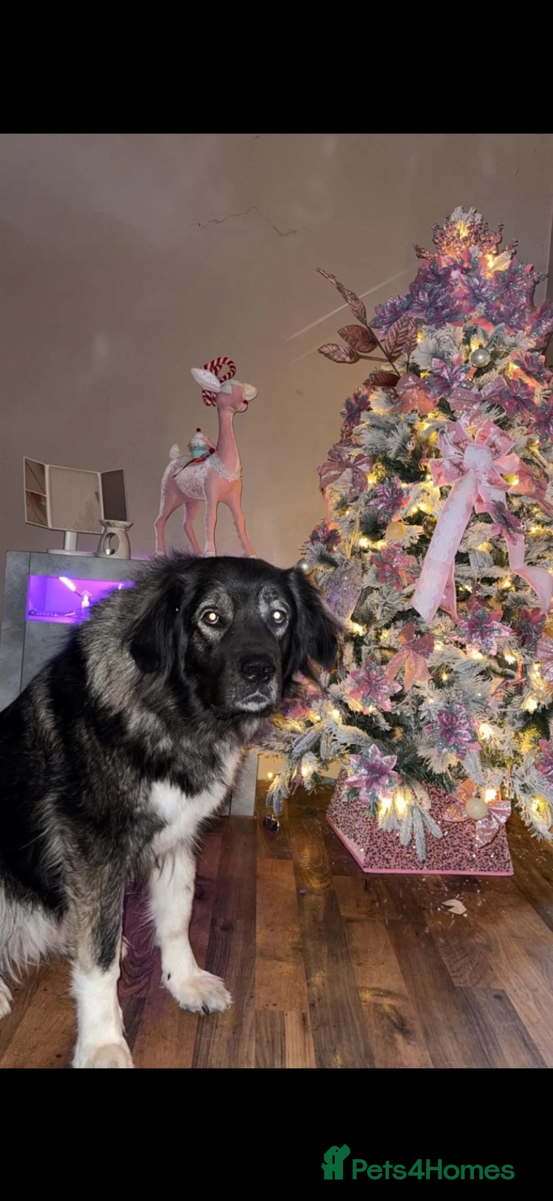Caucasian Shepherd Dog dogs for sale: Nala  in Prescot - Advert 2