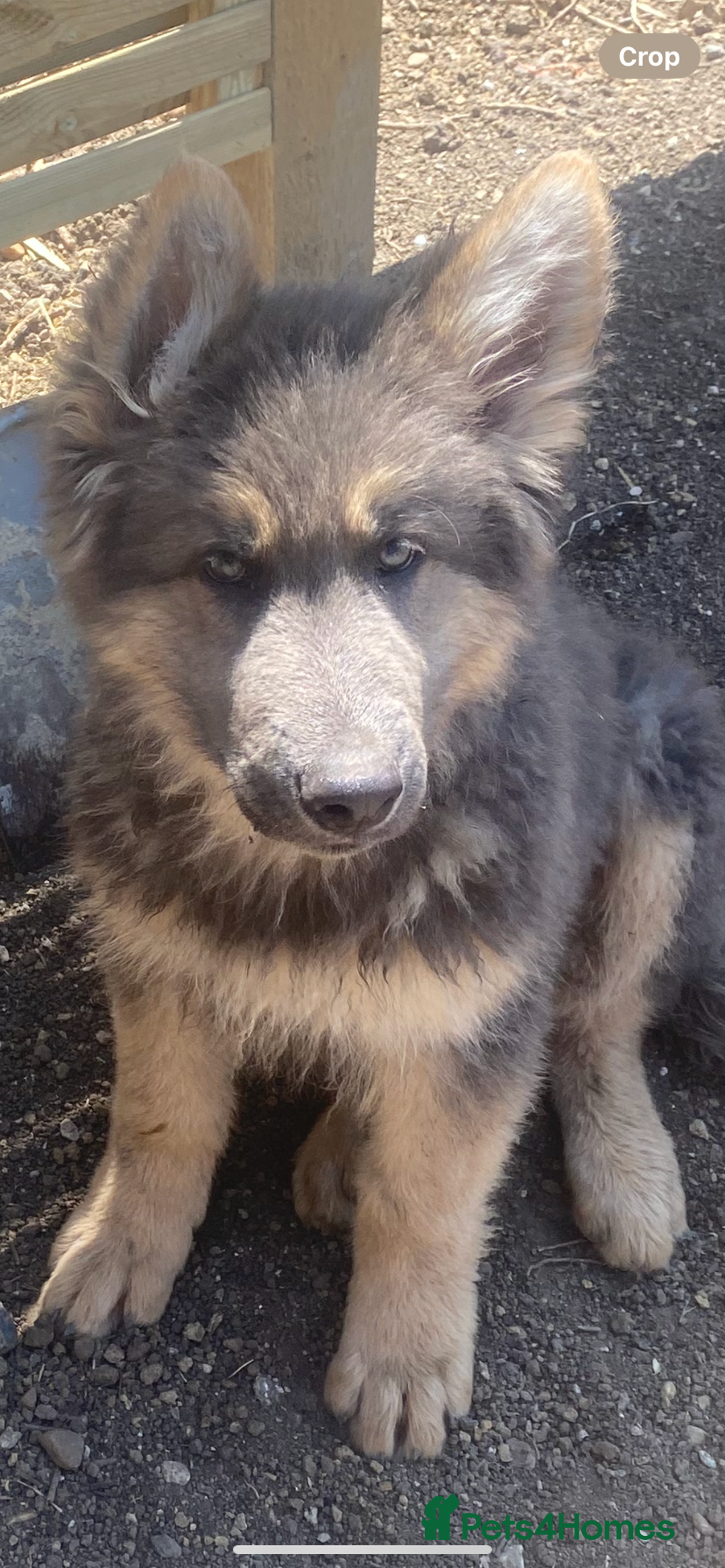German Shepherd dogs for sale: Blue German Shepherds  - Image 6