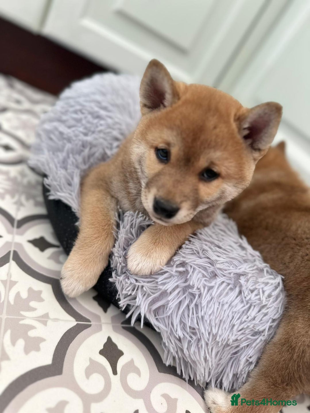 Japanese Shiba Inu dogs for sale: Japanese Shiba Inu Puppies - Image 23