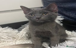 Ragdoll cats for sale: Adorable kittens ( Ragdoll cross) - Image 2