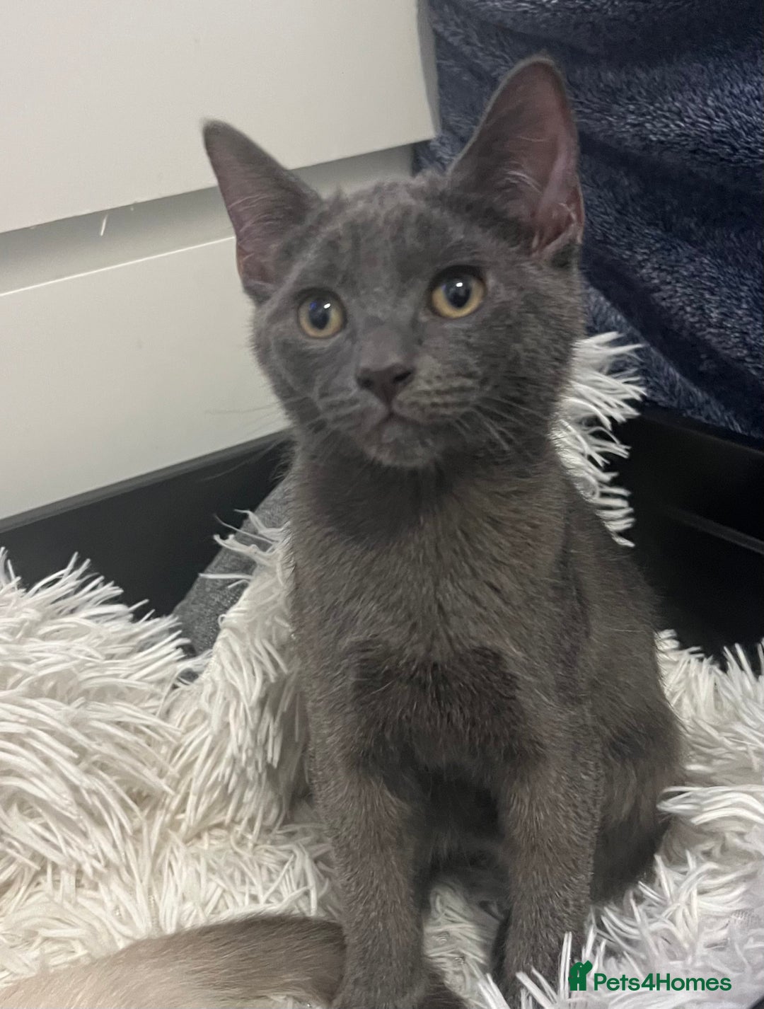 Ragdoll cats for sale: Adorable kittens ( Ragdoll cross) - Image 2