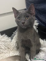 Ragdoll cats - Advert 3