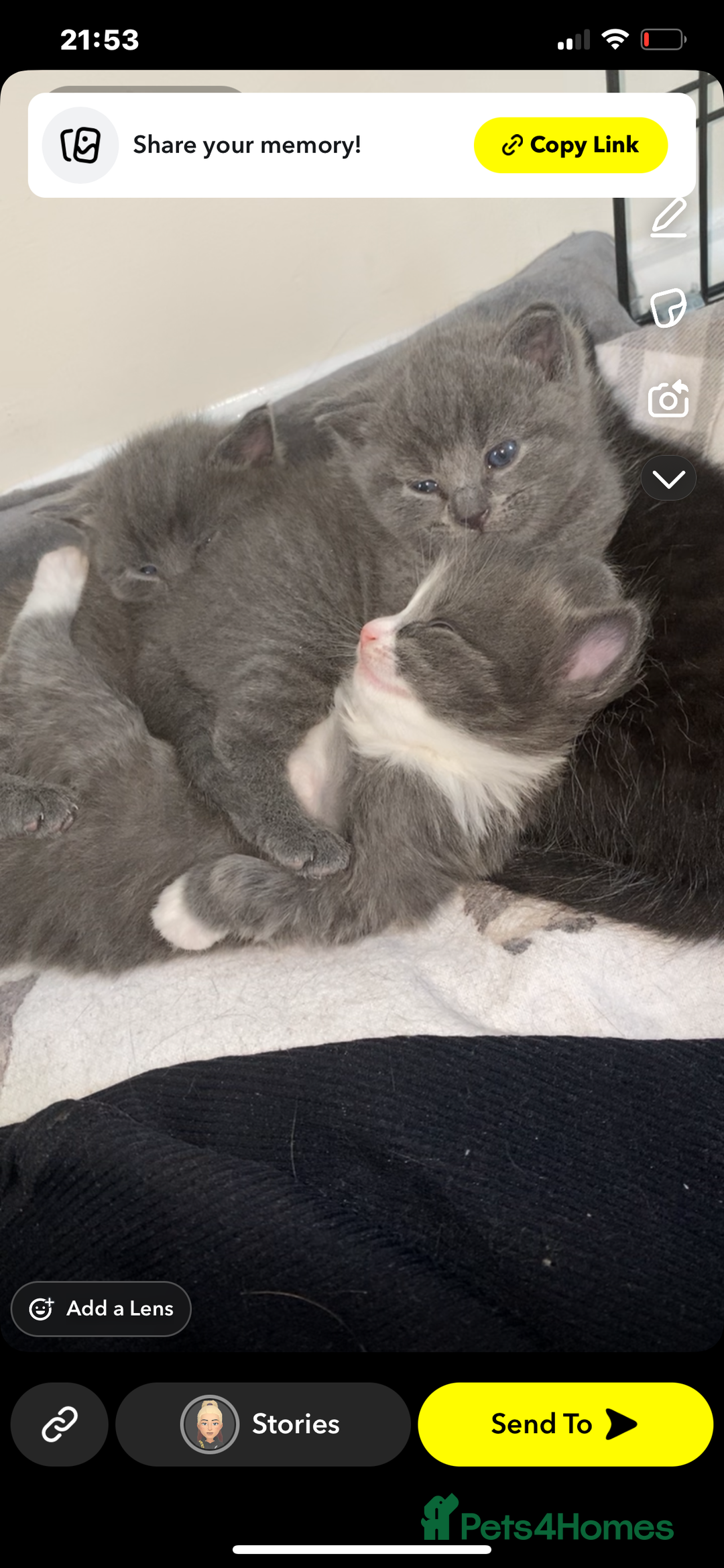 Domestic Shorthair cats for sale: British shorthair cross domestic shorthair   - Image 2