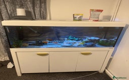 Cichlids fish for sale: Tank and fish  - Image 1
