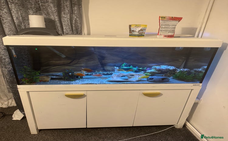 Cichlids fish - Advert 1