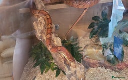 Corn Snake reptiles for sale: corn snakes - Image 6
