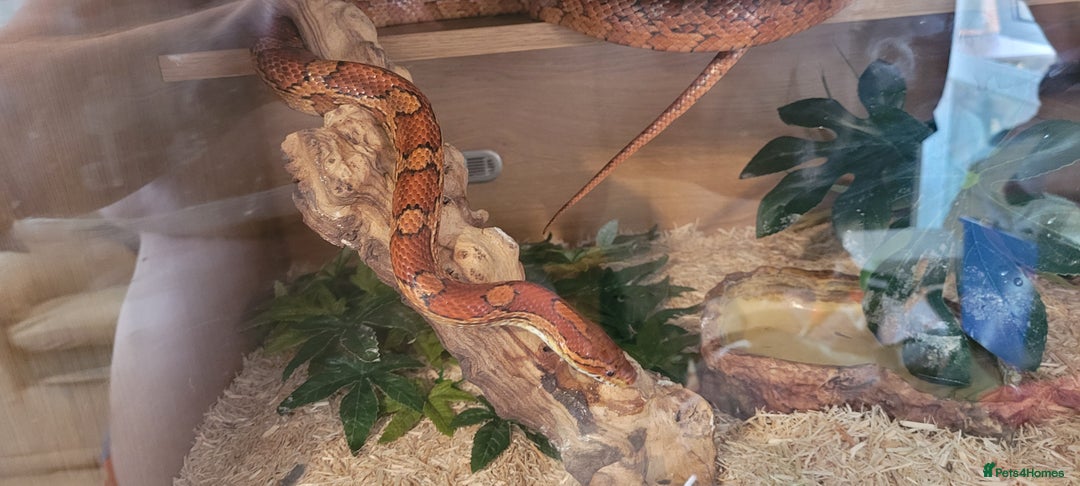 Corn Snake reptiles for sale: corn snakes - Image 6