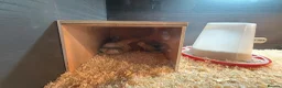 Quail poultry for sale: Chinese / button quail chicks  - Advert 2