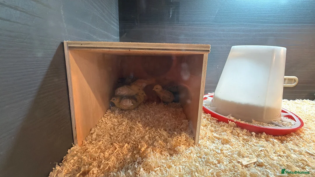 Quail poultry for sale: Chinese / button quail chicks  - Advert 2