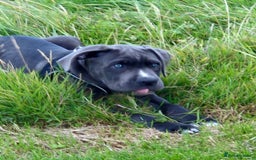 Cane Corso dogs for sale: Beautiful Grey Boy Blue Eyes Cane Corso - Image 5