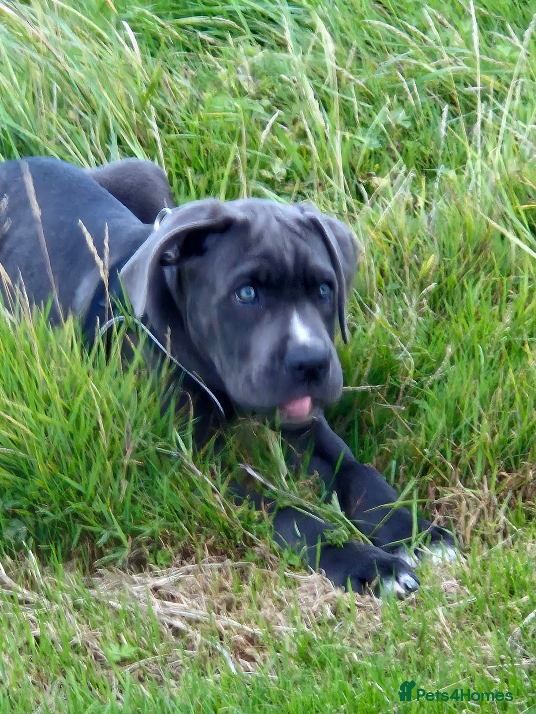 Cane Corso dogs for sale: Beautiful Grey Boy Blue Eyes Cane Corso - Image 5