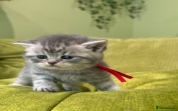 British Shorthair cats for sale: British short hair / Scottish striaght  - Image 16