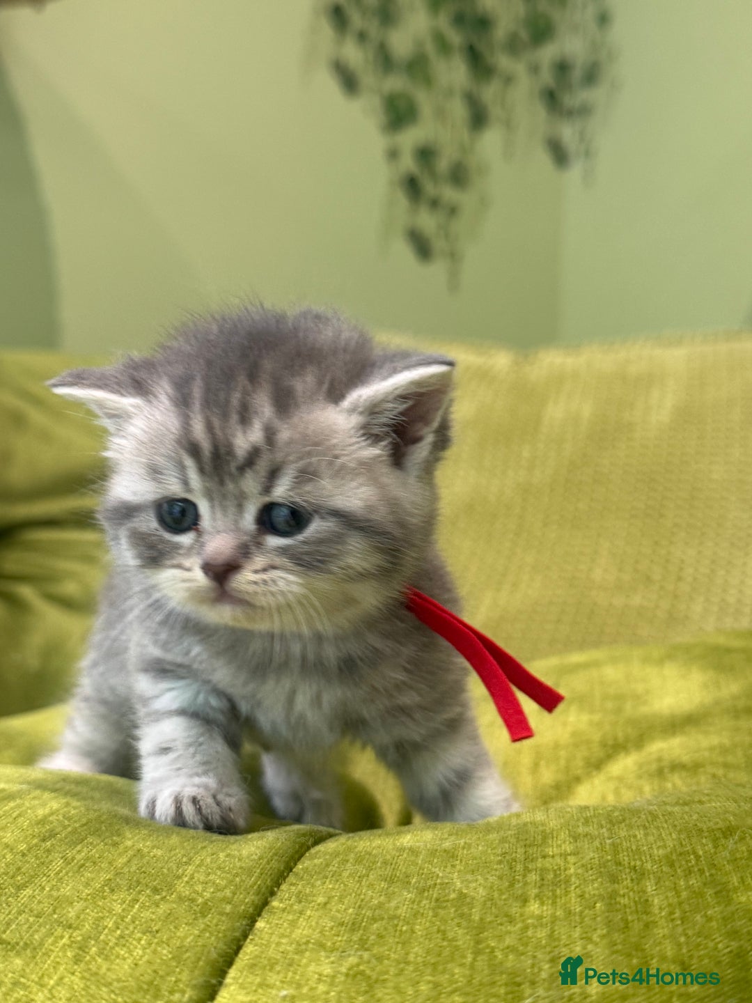 British Shorthair cats for sale: British short hair / Scottish striaght  - Image 16
