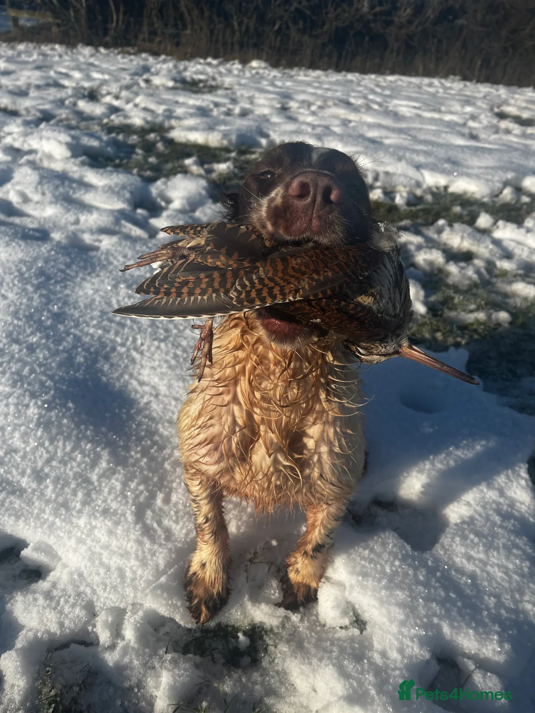English Springer Spaniel dogs for stud: Field Trial Winner Ribblebrook Rocky @ Stud - Advert 9