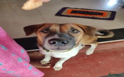 Mixed Breed dogs for sale: Looking for a loving home for one of our 2 Pups! - Image 12