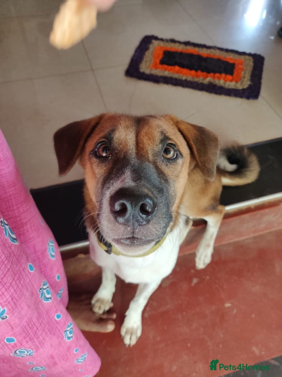 Mixed Breed dogs for sale: Looking for a loving home for one of our 2 Pups! - Image 12