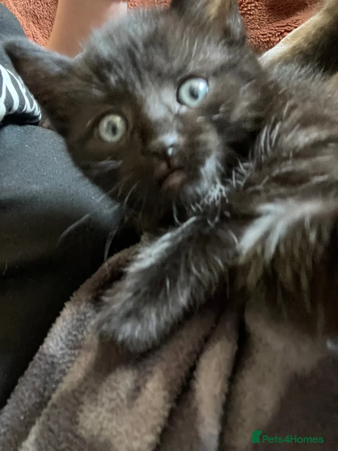 Mixed Breed cats for sale: Kittens for sale x3 - Advert 7