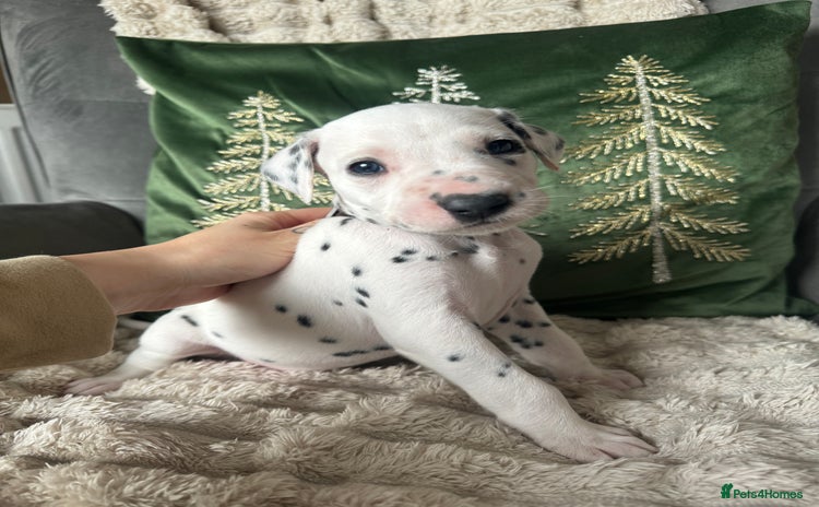 Dalmatian dogs PEDIGREE Dalmatian Puppies ready by 19th December  - Advert 4