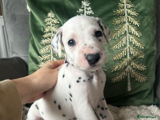 Dalmatian dogs PEDIGREE Dalmatian Puppies ready by 19th December - Advert 8