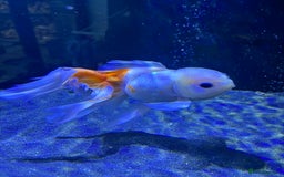 Fancy Goldfish fish for sale: Large Fancy goldfish 2 oranda one ranchu  - Image 3