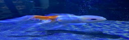 Fancy Goldfish fish for sale: Large Fancy goldfish 2 oranda one ranchu  - Advert 3